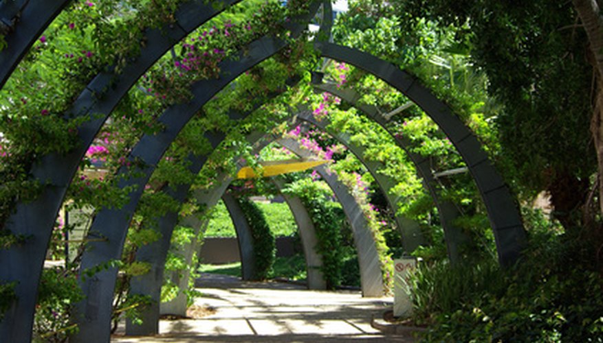 Bougainvillea trained on arches Bougainvillea trained on arches