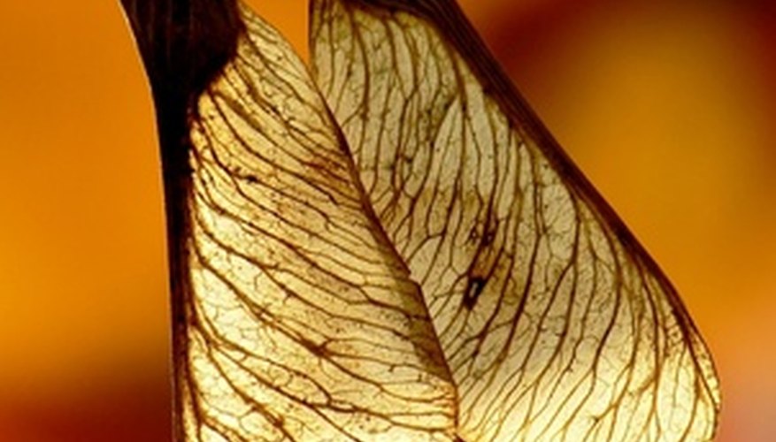 The samaras of maple trees resemble a set of wings. The samaras of maple trees resemble a set of wings.