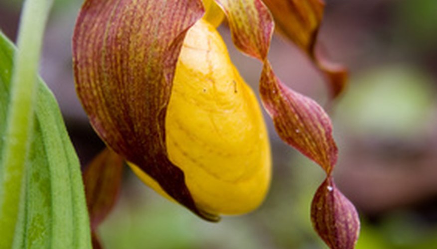 A wild lady's slipper orchid. A wild lady's slipper orchid.