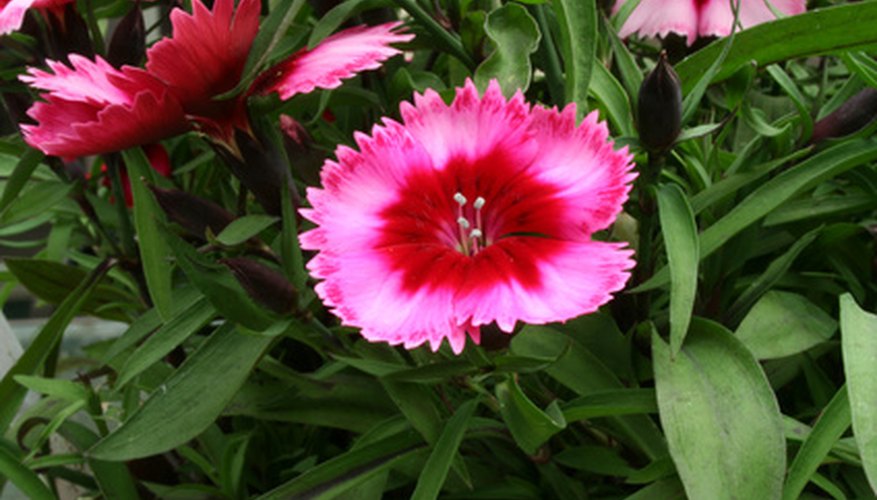 Dianthus excels when planted within a retaining wall. Dianthus excels when planted within a retaining wall.