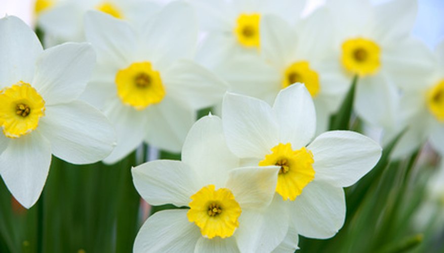 Daffodils are a sign of hope, given their propensity to bloom in the spring. Daffodils are a sign of hope, given their propensity to bloom in the spring.