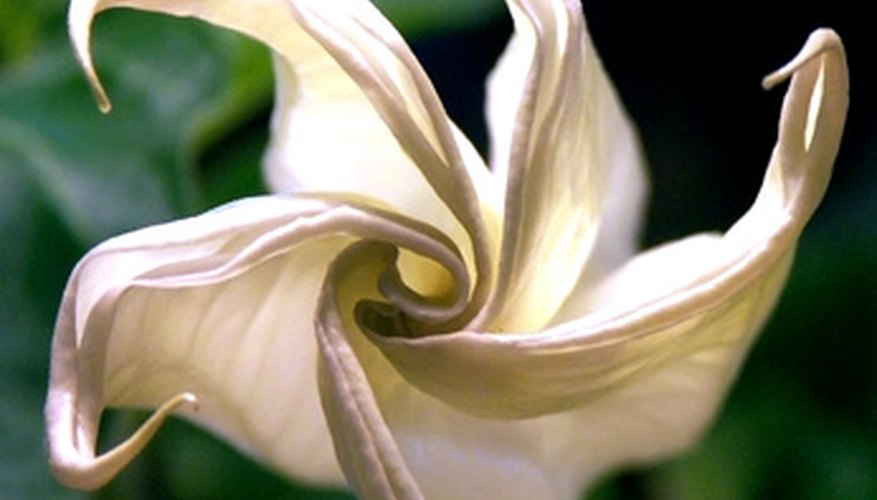 A spiral-shaped flower from the Datura genus of the nightshade family. A spiral-shaped flower from the Datura genus of the nightshade family.