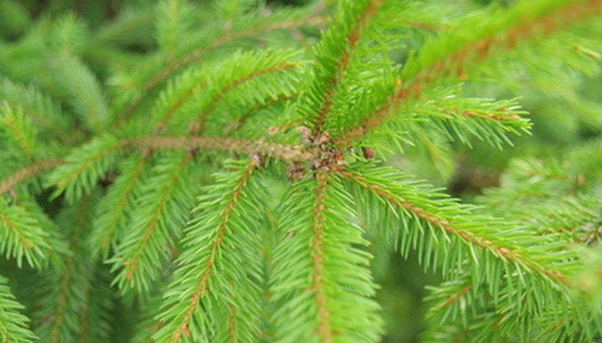 Norway spruce's evergreen needles are short and prickly to the touch. Norway spruce's evergreen needles are short and prickly to the touch.