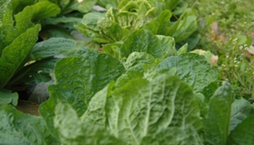 These plants are getting enough nitrogen. These plants are getting enough nitrogen.
