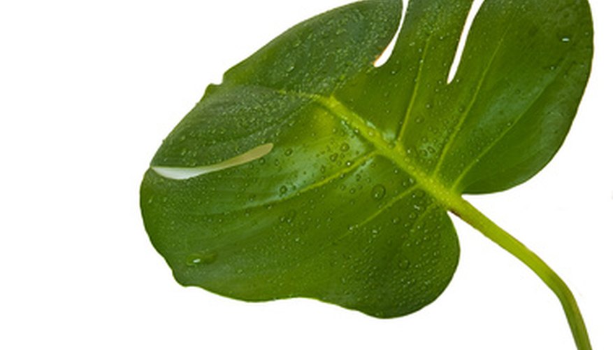 Auxin's effects Auxin's effects
