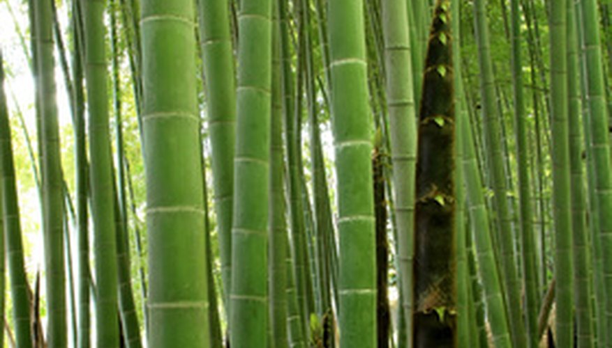 Example of bamboo nodes and internodes Example of bamboo nodes and internodes