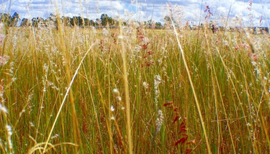 List of Plants in Temperate Grasslands | Garden Guides