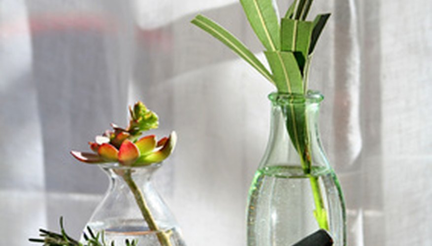 Propagating tarragon by stem cuttings Propagating tarragon by stem cuttings