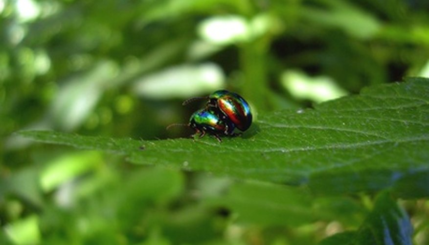 Garden Insects On Roses | Garden Guides