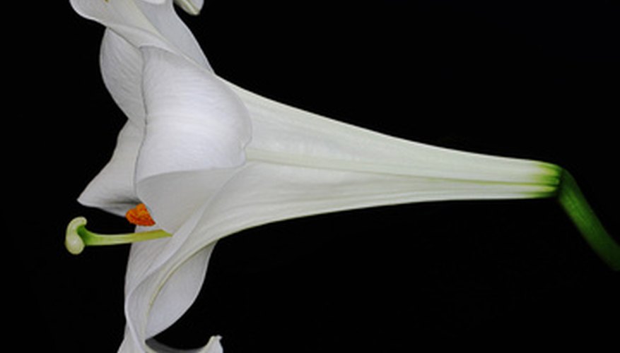 Easter lily Easter lily
