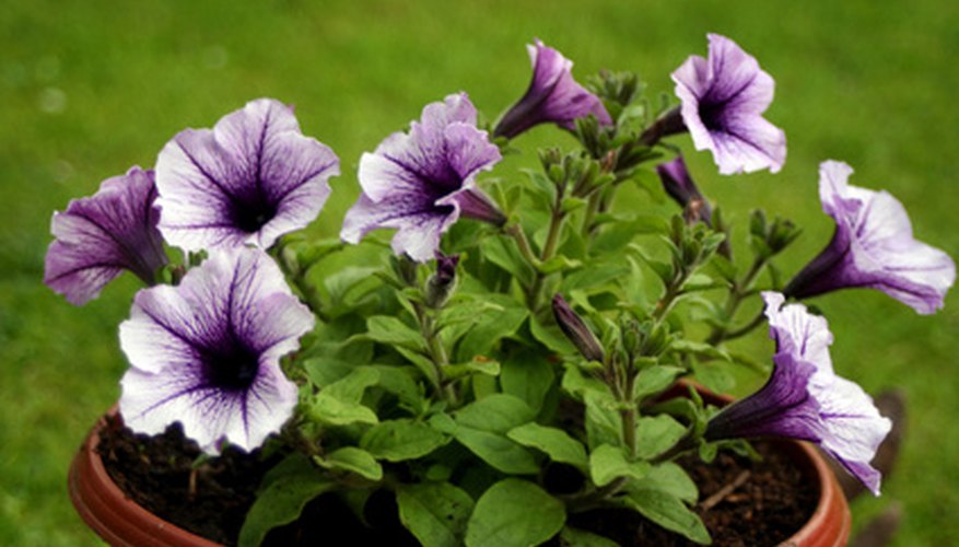 Purple petunias in an outdoor pot. Purple petunias in an outdoor pot.
