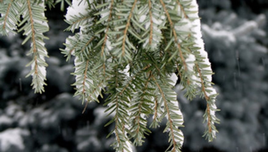 Hemlock in winter. Hemlock in winter.