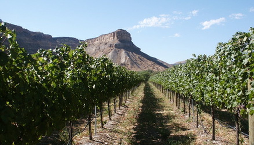 Grapevines Grapevines