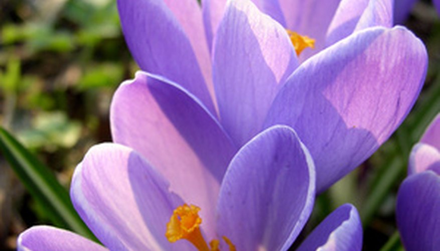 Autumn crocus looks much like the spring variety but it is larger. Autumn crocus looks much like the spring variety but it is larger.