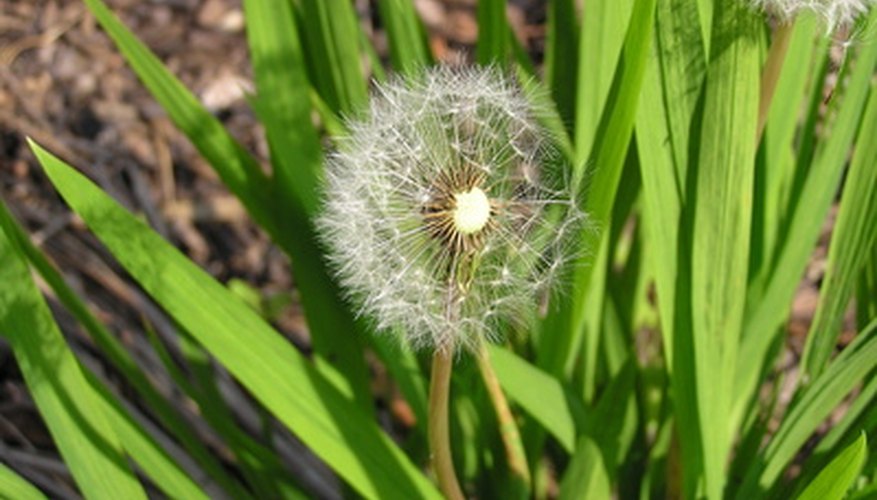 Dandelion is a common broadleaf weed. Dandelion is a common broadleaf weed.