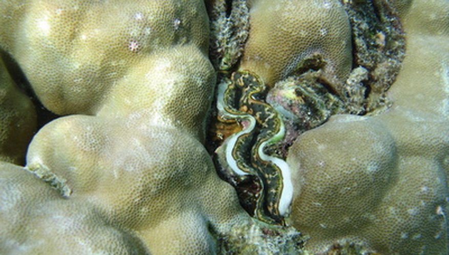 All clams have hinged shells. All clams have hinged shells.