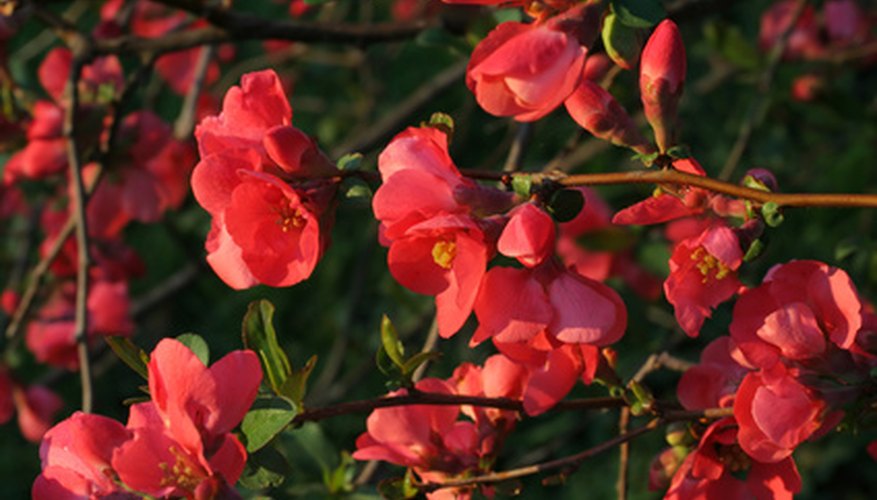 Transplant flowering quince in the dormant season. Transplant flowering quince in the dormant season.