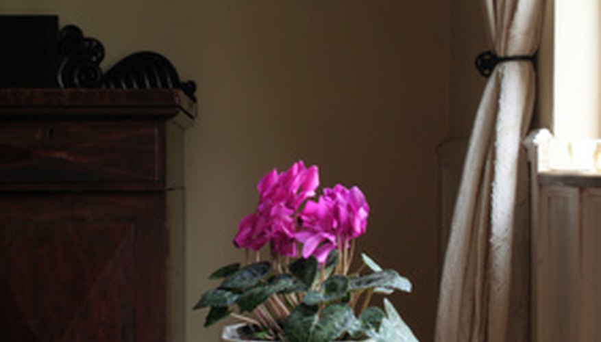 Bright pink cyclamen in an indoor setting. Bright pink cyclamen in an indoor setting.