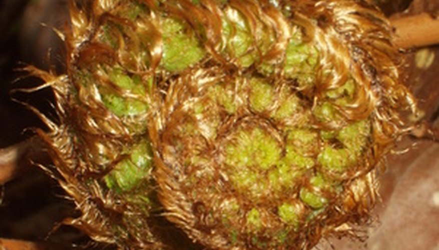 The tightly curled fronds of ostrich ferns, called The tightly curled fronds of ostrich ferns, called