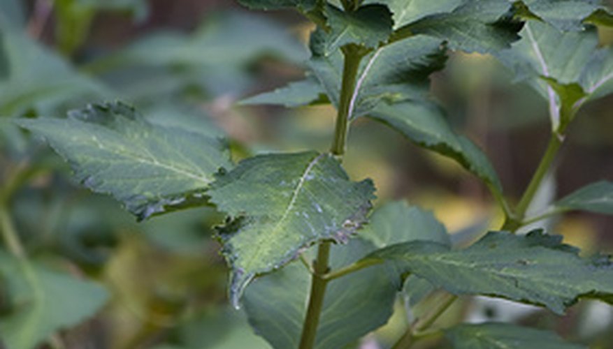 Photo Credit: Hortensie image by Angelika Bentin from <a href='http://www.fotolia.com'>Fotolia.com</a>