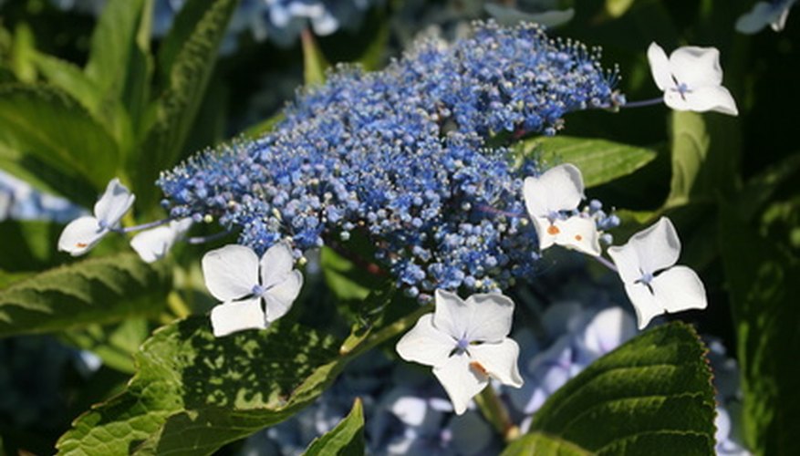 Bigleaf hydrangea—blue lacecap Bigleaf hydrangea—blue lacecap