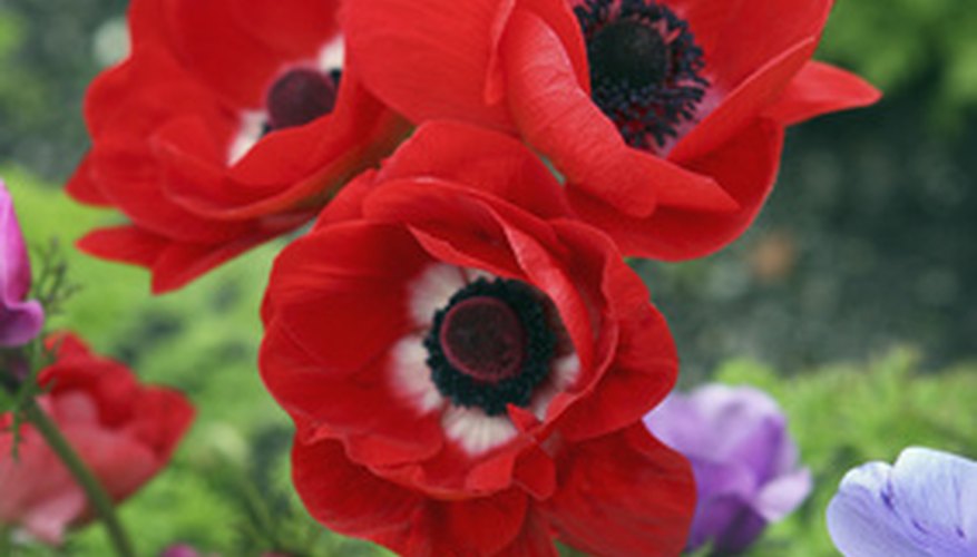Poppies are popular landscape flowers. Poppies are popular landscape flowers.