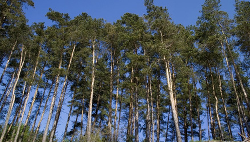 The environment of the pine tree depends on the species and the location. The environment of the pine tree depends on the species and the location.