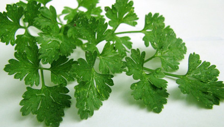 Systemic insecticides aren't used on edible plants. Systemic insecticides aren't used on edible plants.