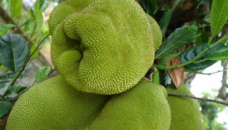 Jackfruit turns green when ripe. Jackfruit turns green when ripe.