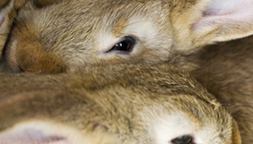 How to To Stop Rabbits From Eating Green Bean Plants | Garden Guides