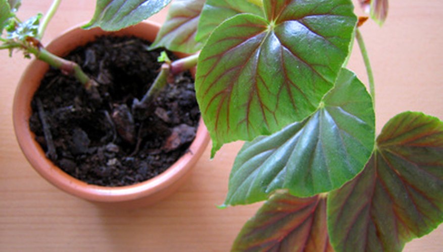 Thick-stemmed begonia Thick-stemmed begonia