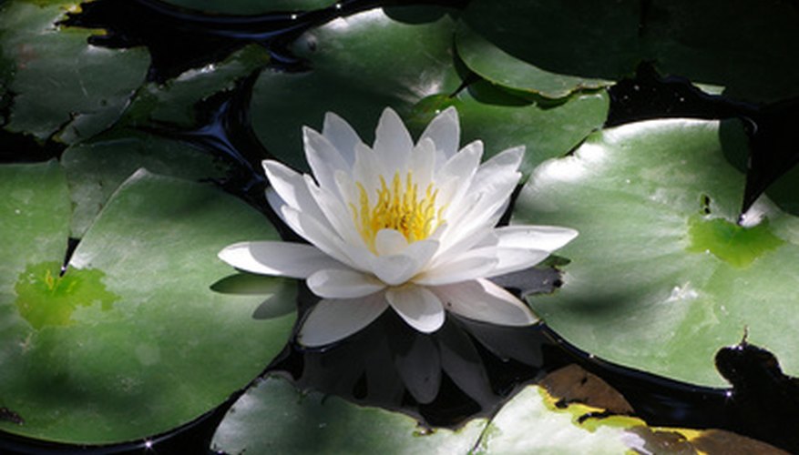The pure white petals of the alligator bonnet. The pure white petals of the alligator bonnet.