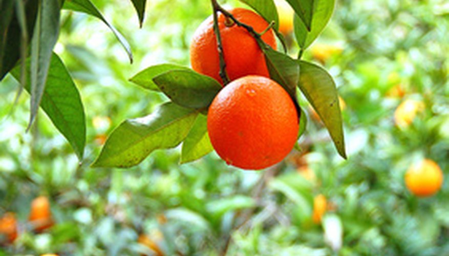 Growing a large orange tree is not very difficult if you understand its needs. Growing a large orange tree is not very difficult if you understand its needs.