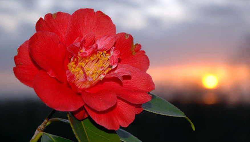 Camellia bloom with visible stamens Camellia bloom with visible stamens