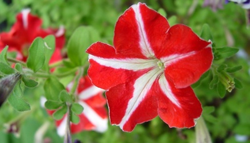 How to Cut Back Petunias Garden Guides