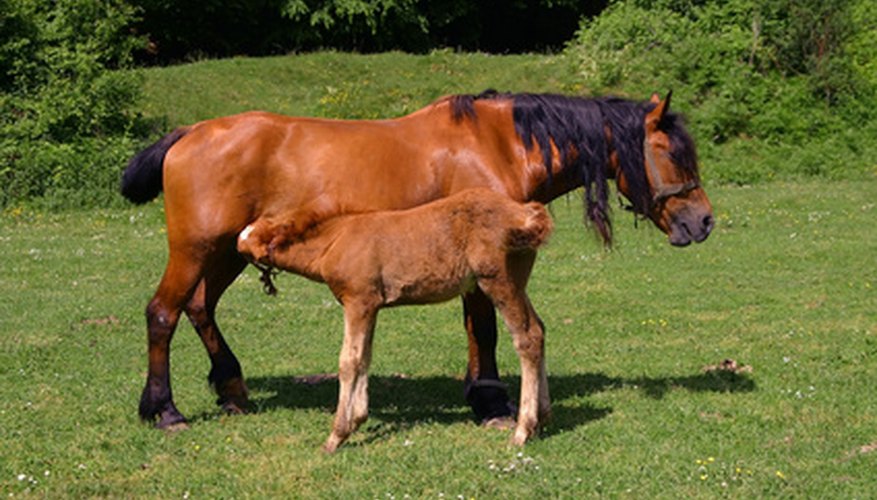 Kentucky bluegrass is a favorite for horse pastures. Kentucky bluegrass is a favorite for horse pastures.
