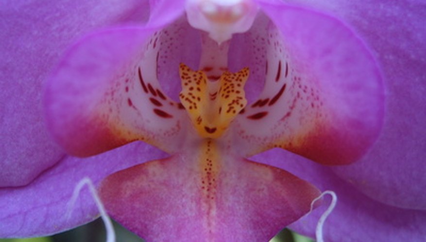 Close-up of a lilac orchid bloom. Close-up of a lilac orchid bloom.