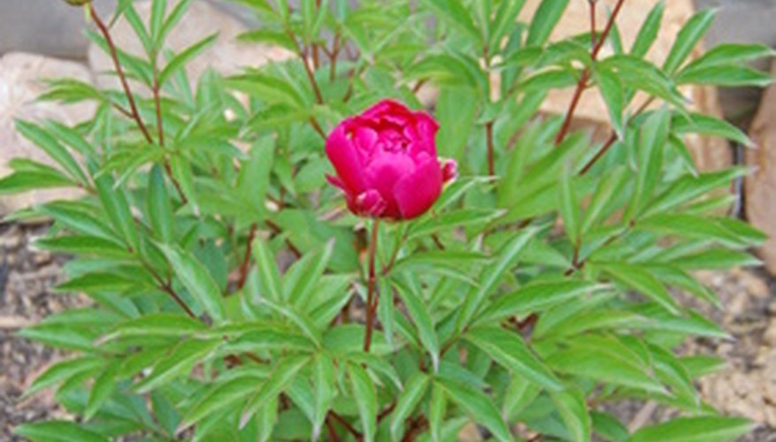 A clump of stems and flowers on a herbaceous peony plant. A clump of stems and flowers on a herbaceous peony plant.