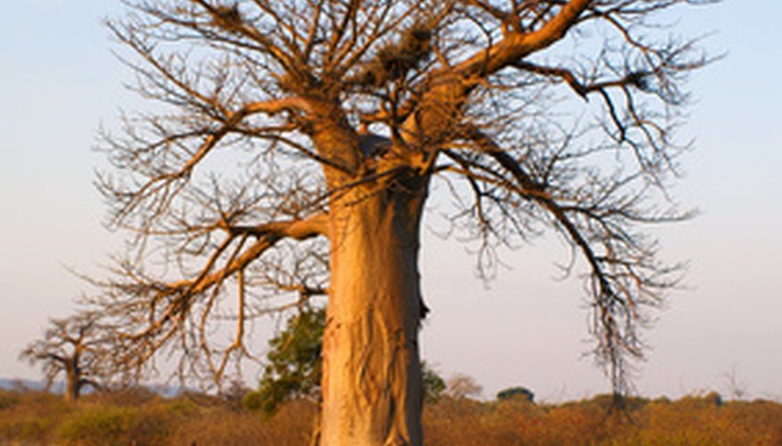The trunk of the baobab tree has plenty of room for water. The trunk of the baobab tree has plenty of room for water.