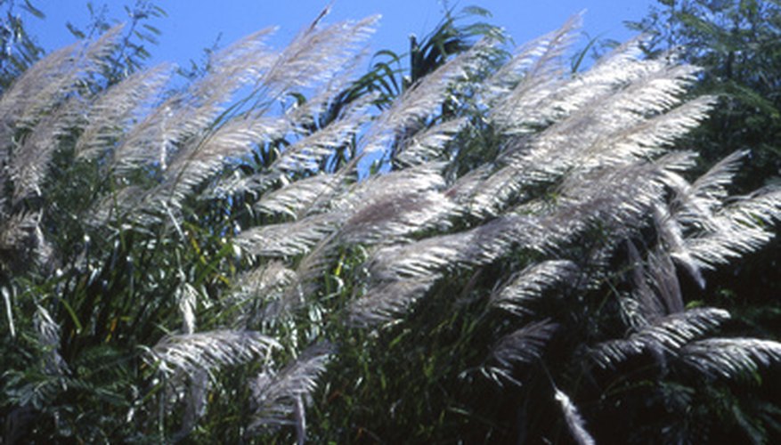 Sugar cane plumes Sugar cane plumes