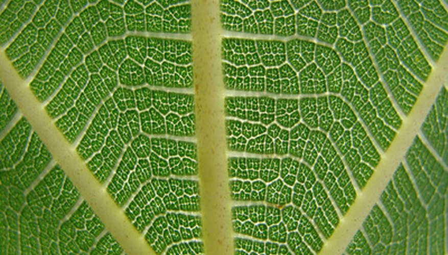Fiddle leaf fig tree leaves have attractive, prominent veins. Fiddle leaf fig tree leaves have attractive, prominent veins.