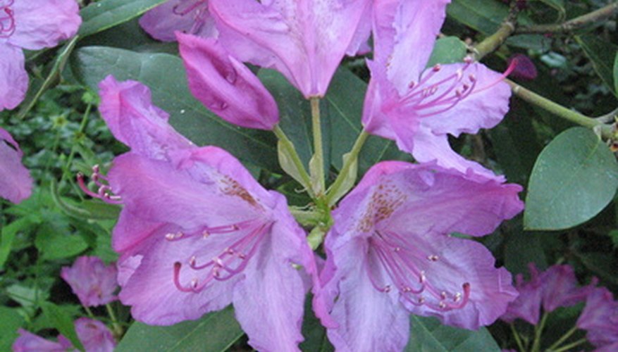 Certain evergreen rhododendrons grow well in Minnesota Certain evergreen rhododendrons grow well in Minnesota