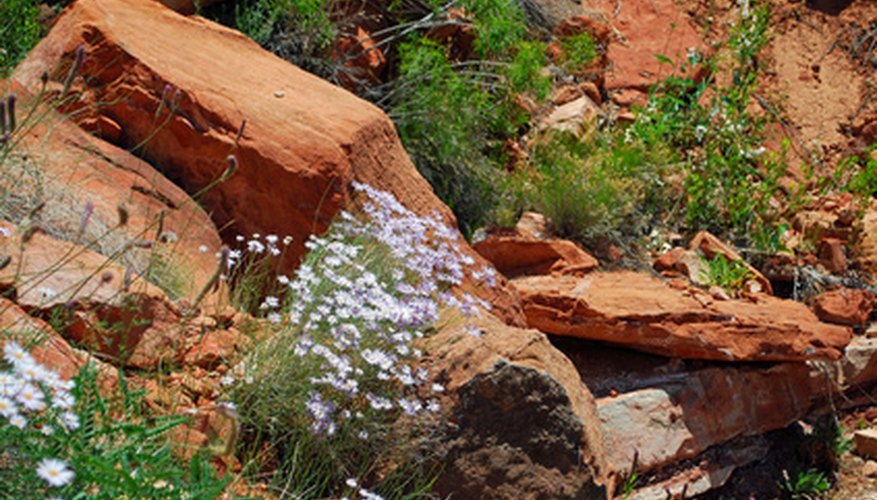 Native plants, xeriscaping and rain gardens lead to lower-maintenance landscapes. Native plants, xeriscaping and rain gardens lead to lower-maintenance landscapes.
