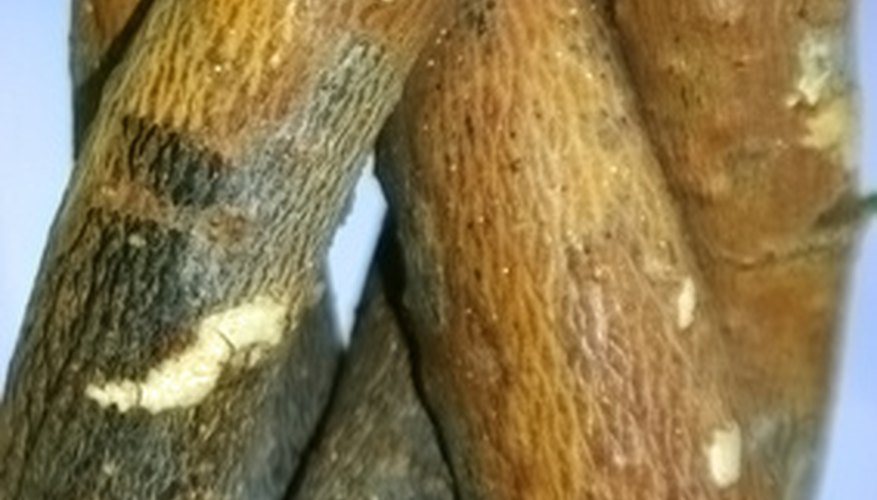 Gumbo limbo tree bark Gumbo limbo tree bark