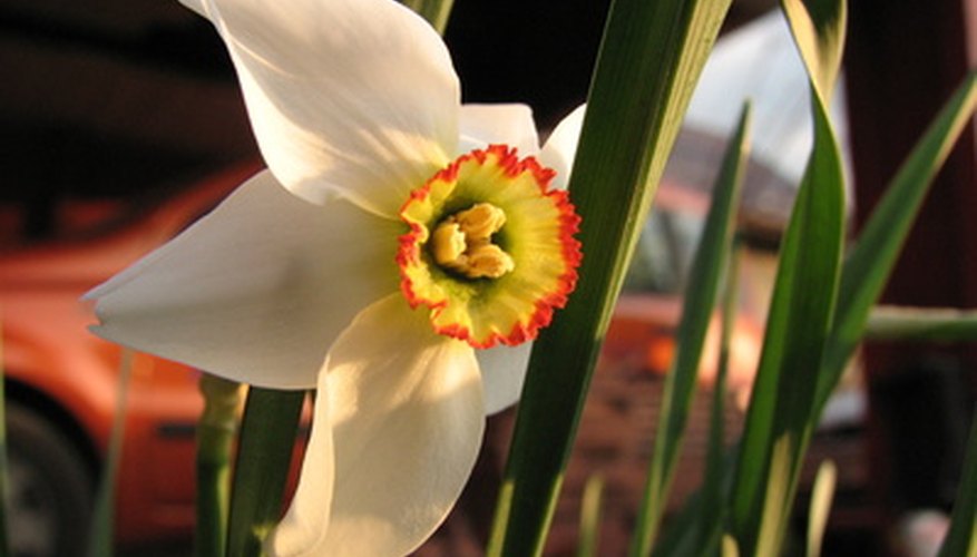 Store paperwhite bulbs for planting. Store paperwhite bulbs for planting.