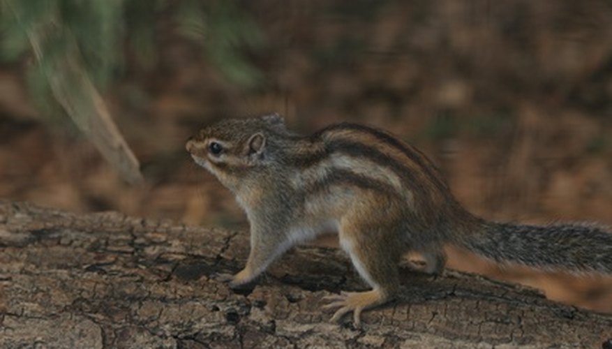 Chipmunks can wreak havoc on a bulbous flower garden. Chipmunks can wreak havoc on a bulbous flower garden.