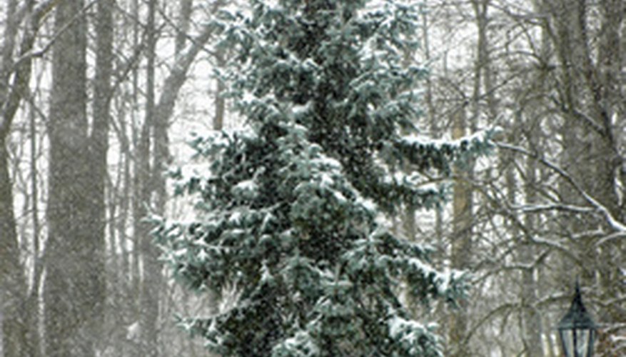 A blue spruce stands out in the snow A blue spruce stands out in the snow