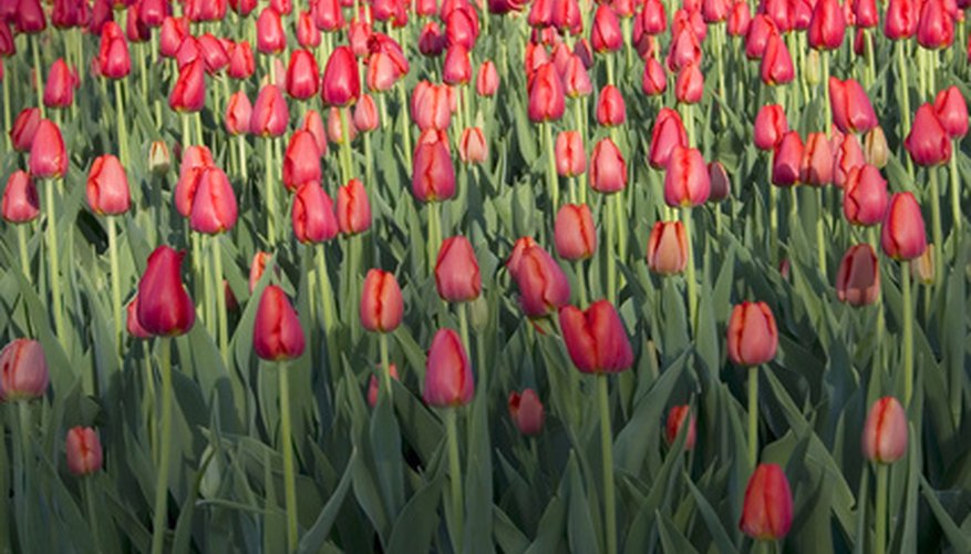 Tulips vary widely in appearance depending on the variety. Tulips vary widely in appearance depending on the variety.