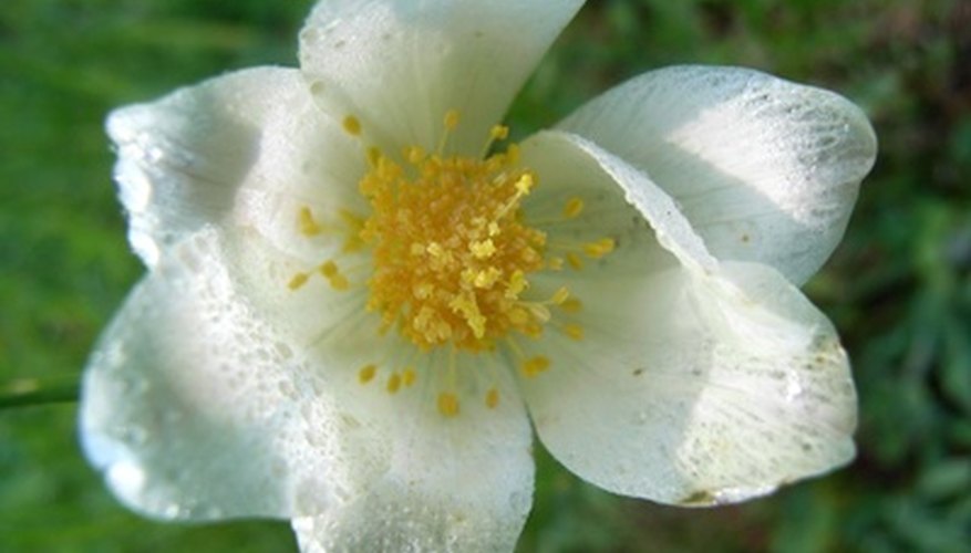Anemones are one of the flowers that grow in Cyprus Anemones are one of the flowers that grow in Cyprus