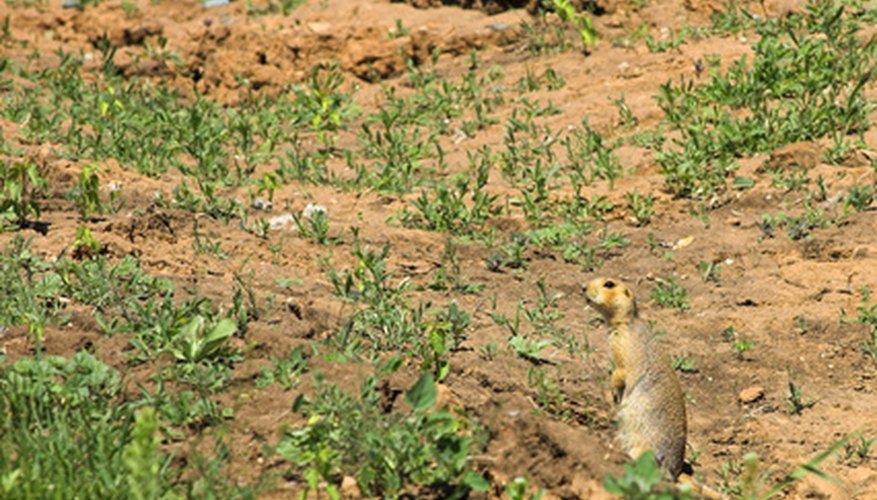 Gophers may be cute, but they can be a menace to your root vegetables. Gophers may be cute, but they can be a menace to your root vegetables.